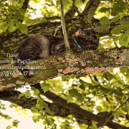 La Maison De Papillon *